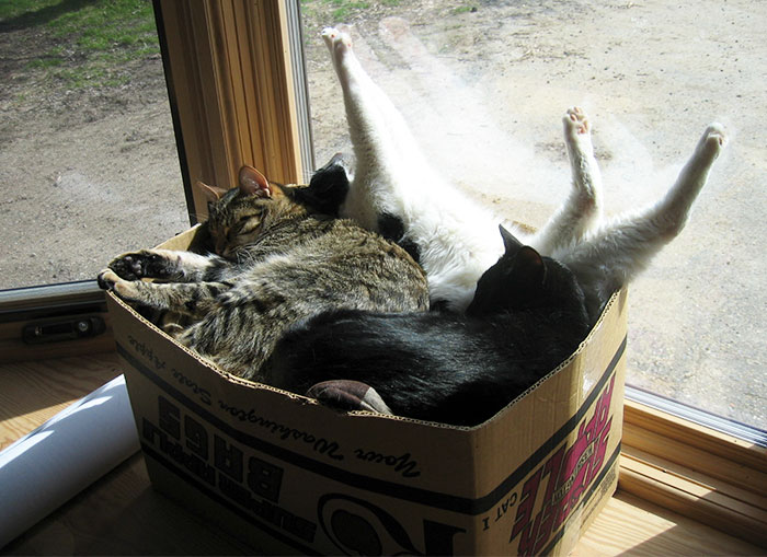 spare cats